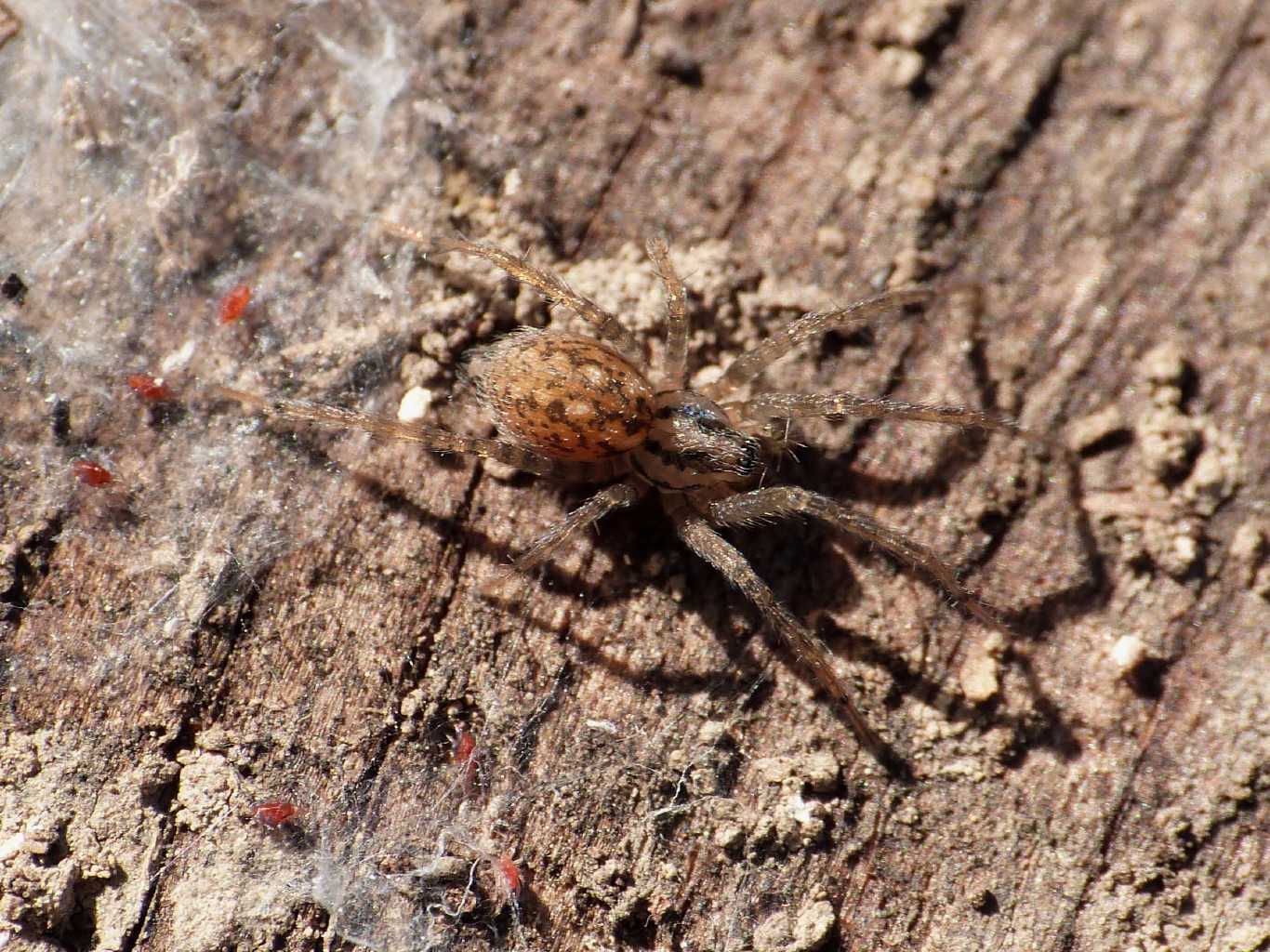 Piccola Tegeraria? No. Malthonica cf. silvestris - Ostia(RM)